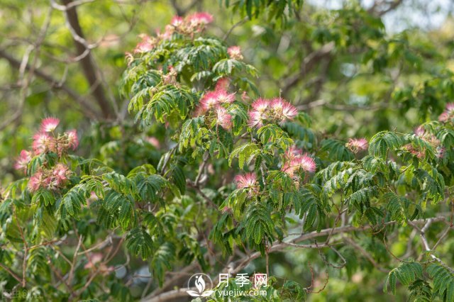 6個(gè)常見景觀樹(圖2)
