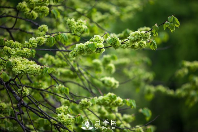 6個(gè)常見景觀樹(圖5)