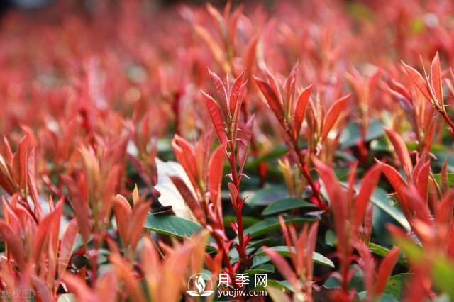 6個(gè)常見景觀樹(圖4)