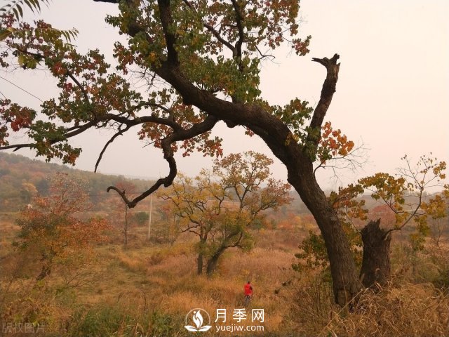 6個(gè)常見景觀樹(圖3)