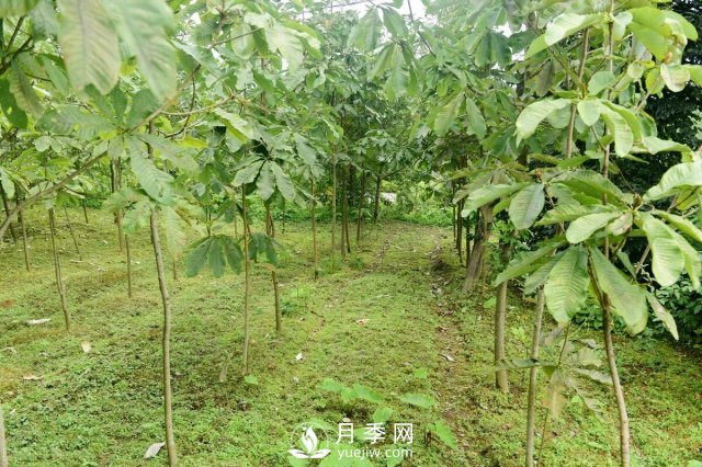 6個(gè)常見景觀樹(圖1)