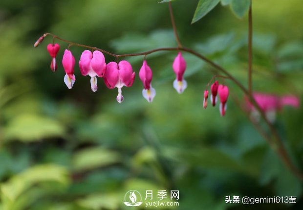 上海植物園里總有一款月季花會(huì)在不經(jīng)意間征服你(圖5)