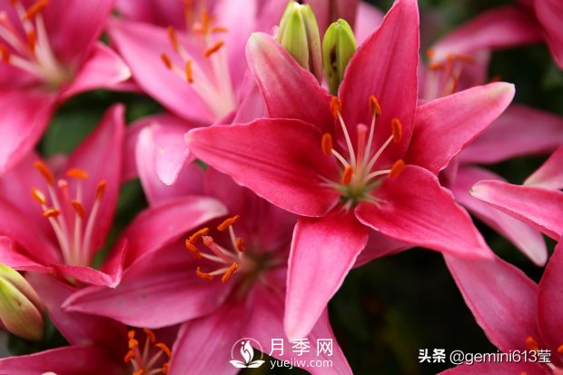 上海植物園里總有一款月季花會(huì)在不經(jīng)意間征服你(圖2)