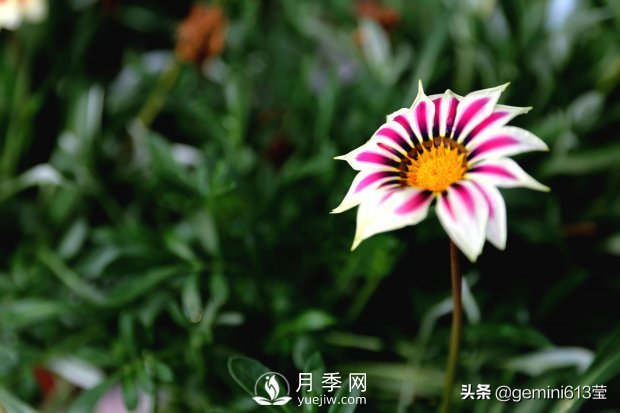 上海植物園里總有一款月季花會(huì)在不經(jīng)意間征服你(圖4)