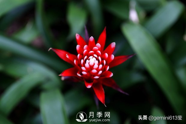 上海植物園里總有一款月季花會(huì)在不經(jīng)意間征服你(圖6)