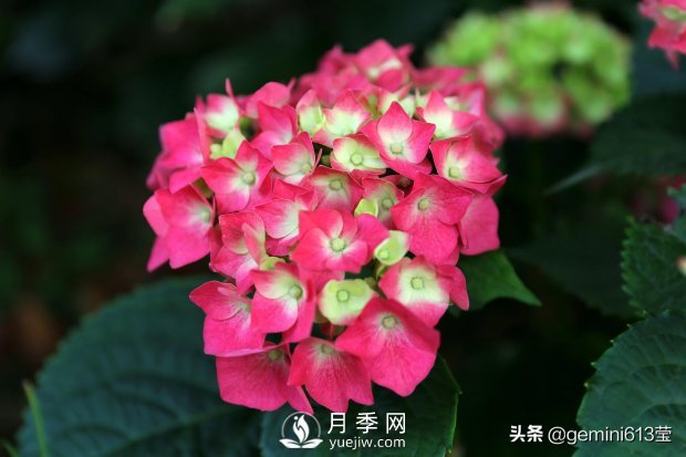 上海植物園里總有一款月季花會(huì)在不經(jīng)意間征服你(圖3)