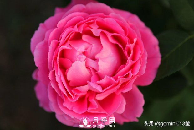 上海植物園里總有一款月季花會(huì)在不經(jīng)意間征服你(圖1)