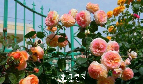 如何讓月季小苗冠幅一年達到1米？做好1狠3足(圖2)
