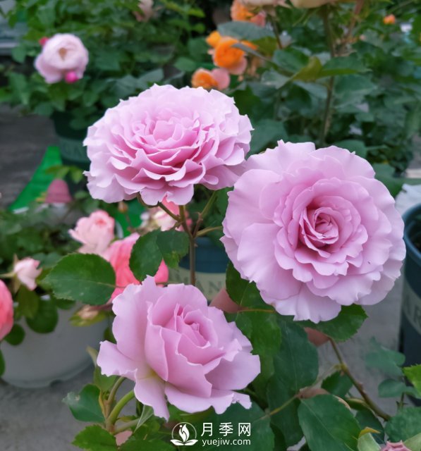 如何讓月季小苗冠幅一年達到1米？做好1狠3足(圖4)