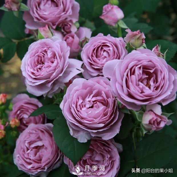 八種小白花友也能駕馭的月季品種(圖7)