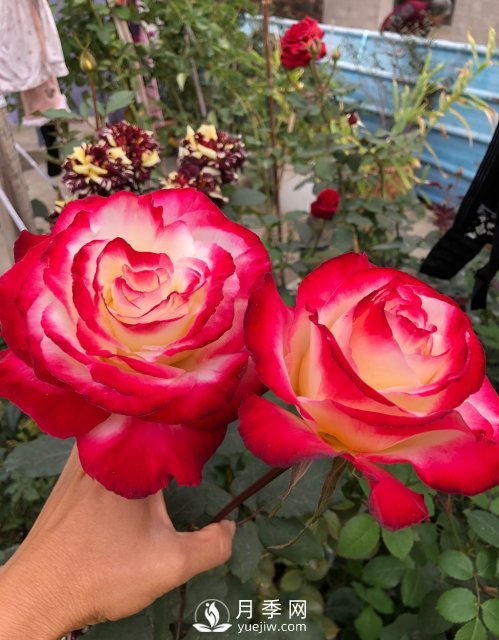 紅雙喜月季，盆栽花卉新寵，香飄滿室，四季有花看(圖1)