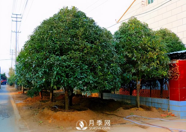 春季桂花移栽修剪有訣竅，苗場老農(nóng)親傳經(jīng)驗(圖1)
