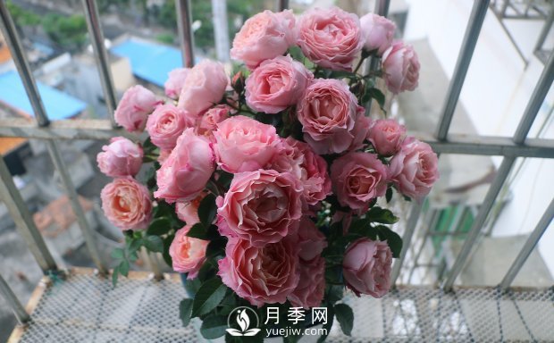 海神王陽臺月季，專為盆栽觀賞而生，四季有花開(圖2)