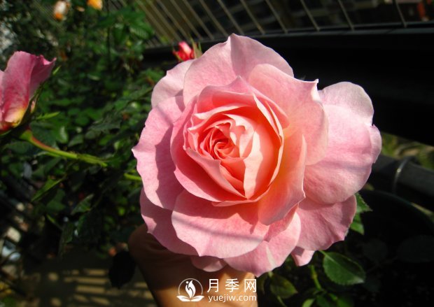 分享8種精挑細(xì)選的月季品種，現(xiàn)在知道養(yǎng)什么月季了(圖9)