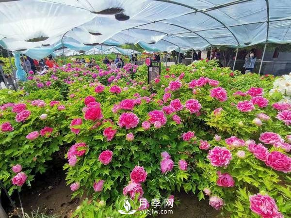 能否把牡丹確定為國(guó)花？全國(guó)人大代表連續(xù)4年提建議(圖3)