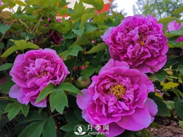 能否把牡丹確定為國(guó)花？全國(guó)人大代表連續(xù)4年提建議(圖2)