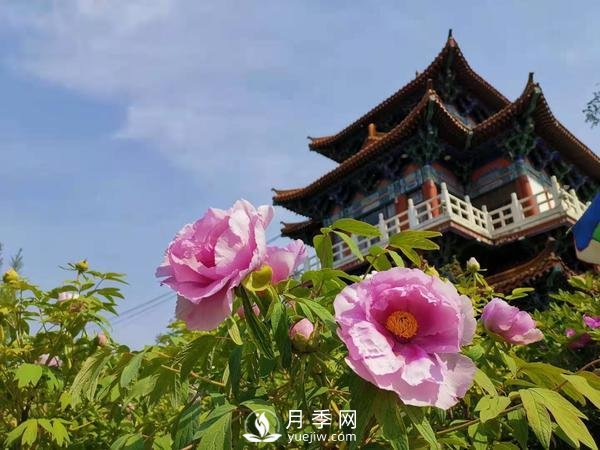 能否把牡丹確定為國(guó)花？全國(guó)人大代表連續(xù)4年提建議(圖1)