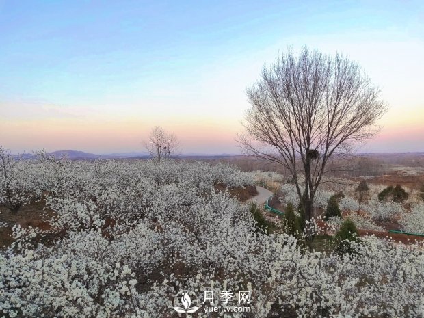 南陽美景:聞香賞花 莫負春光(圖1) 南陽美景:聞香賞花 莫負春光(圖1)