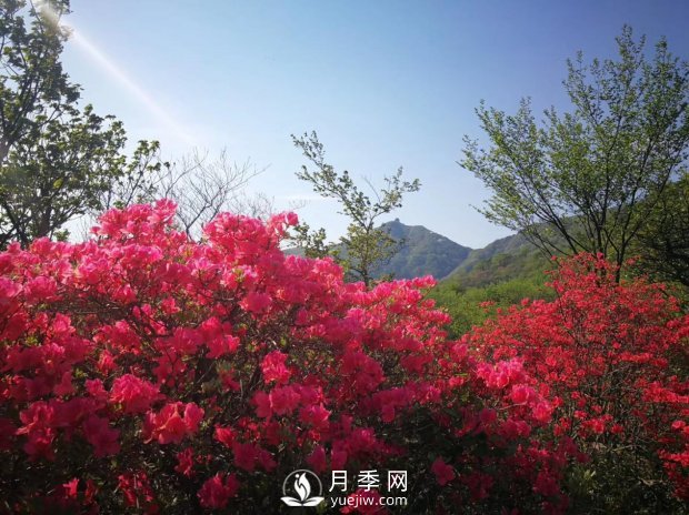 南陽美景:聞香賞花 莫負春光(圖3) 南陽美景:聞香賞花 莫負春光(圖3)