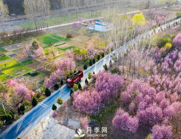 南陽美景:聞香賞花 莫負春光(圖2) 南陽美景:聞香賞花 莫負春光(圖2)