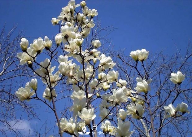 南陽南召：玉蘭花大全，5種玉蘭簡介(圖1)