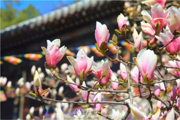 南陽南召：玉蘭花大全，5種玉蘭簡介(圖3)