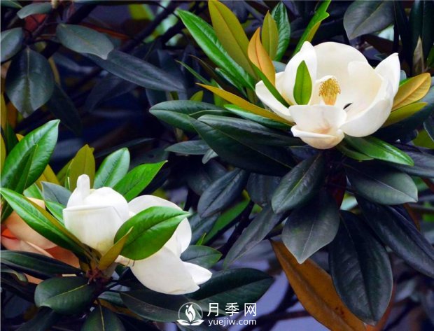 南陽南召：玉蘭花大全，5種玉蘭簡介(圖4)