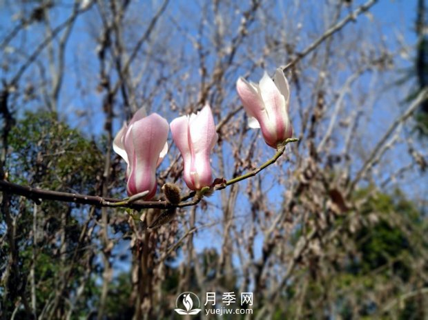 南陽南召：玉蘭花大全，5種玉蘭簡介(圖5)