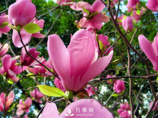 南陽南召：玉蘭花大全，5種玉蘭簡介(圖2)