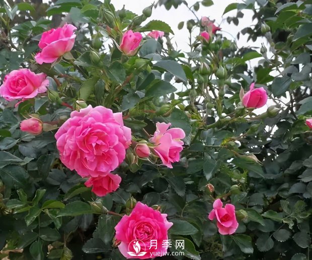安徽阜陽網(wǎng)紅打卡地誕生：阜南恒居月季花海等您來！(圖2)