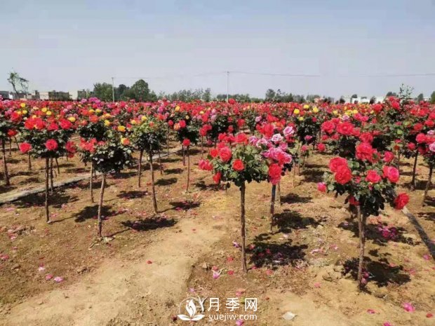 安徽阜陽網(wǎng)紅打卡地誕生：阜南恒居月季花海等您來！(圖1)