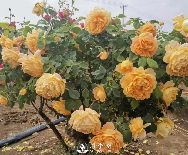 安徽阜陽網(wǎng)紅打卡地誕生：阜南恒居月季花海等您來！(圖3)