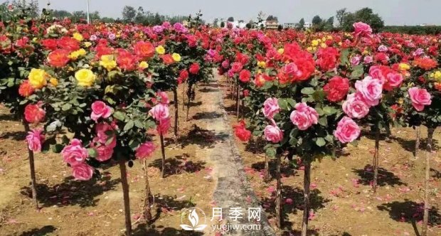 安徽阜陽網(wǎng)紅打卡地誕生：阜南恒居月季花海等您來！(圖5)