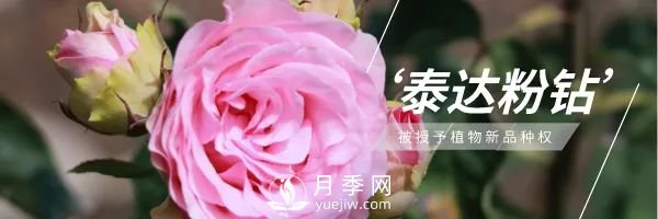 天津泰達(dá)集團(tuán)4個(gè)耐鹽堿月季新品種獲國(guó)家林草局授權(quán)(圖1)