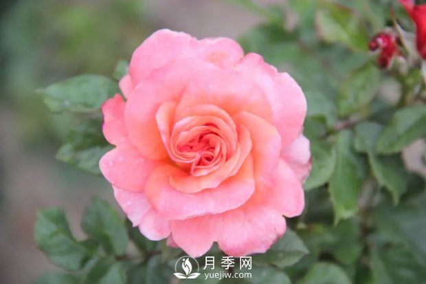 天津泰達(dá)集團(tuán)4個(gè)耐鹽堿月季新品種獲國(guó)家林草局授權(quán)(圖3)