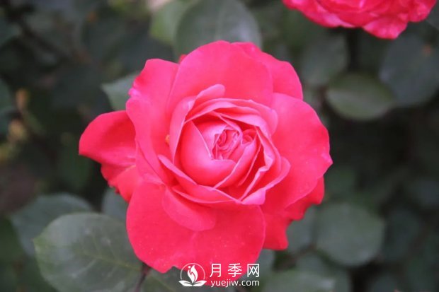 天津泰達(dá)集團(tuán)4個(gè)耐鹽堿月季新品種獲國(guó)家林草局授權(quán)(圖4)