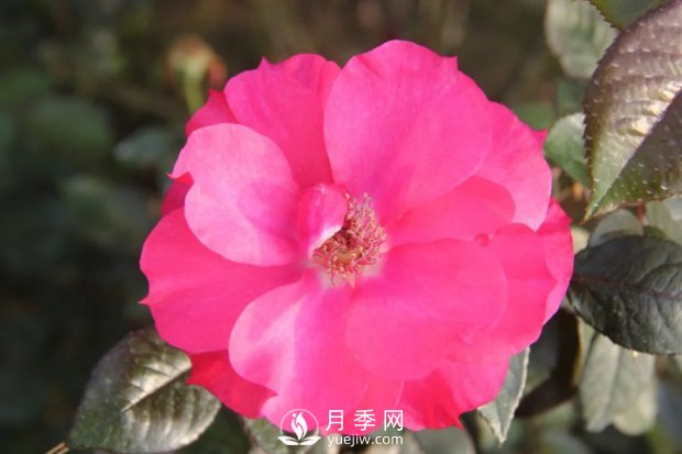 天津泰達(dá)集團(tuán)4個(gè)耐鹽堿月季新品種獲國(guó)家林草局授權(quán)(圖2)