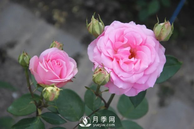 天津泰達(dá)集團(tuán)4個(gè)耐鹽堿月季新品種獲國(guó)家林草局授權(quán)(圖5)