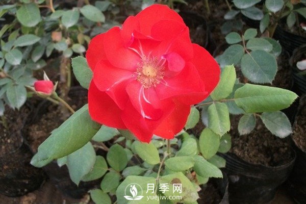 莫海姆豐花月季的種植方法你知道了嗎？(圖1)