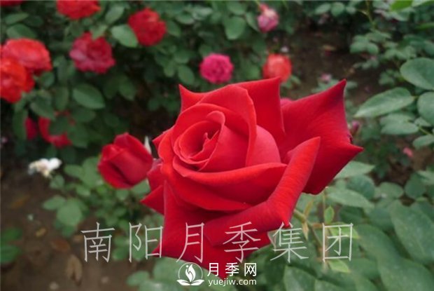 月季肥傷怎么辦？大花月季兩大癥狀描述(圖1)