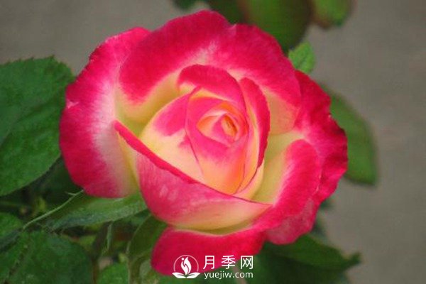 超級(jí)香的紅雙喜月季資料，花友必須知道(圖1)