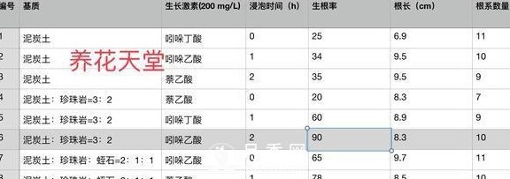 1種酸泡2小時(shí)，月季扦插生根快，白根長(zhǎng)10厘米，生根13條(圖5)