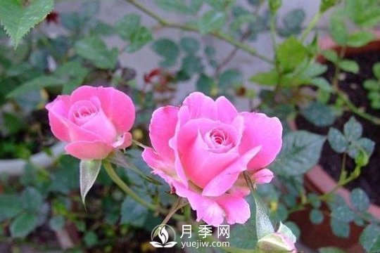 1種酸泡2小時(shí)，月季扦插生根快，白根長(zhǎng)10厘米，生根13條(圖1)