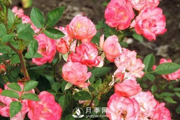 1種酸泡2小時(shí)，月季扦插生根快，白根長(zhǎng)10厘米，生根13條(圖3)
