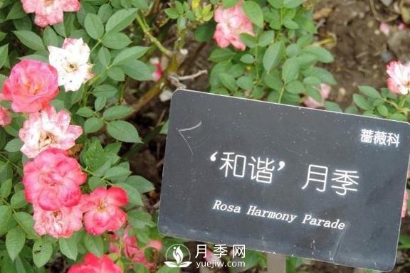 1種酸泡2小時(shí)，月季扦插生根快，白根長(zhǎng)10厘米，生根13條(圖2)