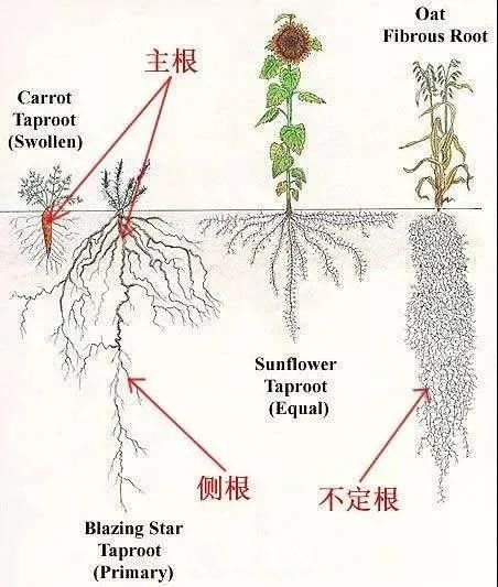 苗木養(yǎng)護，詳細的『植物根部』知識普及！(圖2)