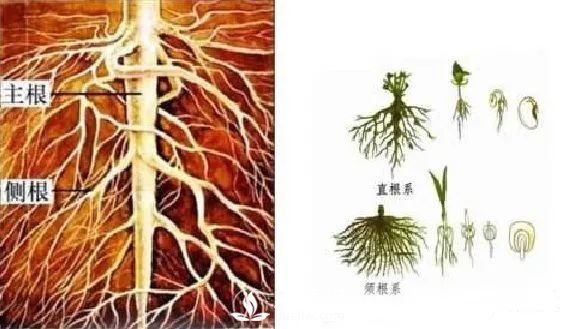 苗木養(yǎng)護，詳細的『植物根部』知識普及！(圖3)