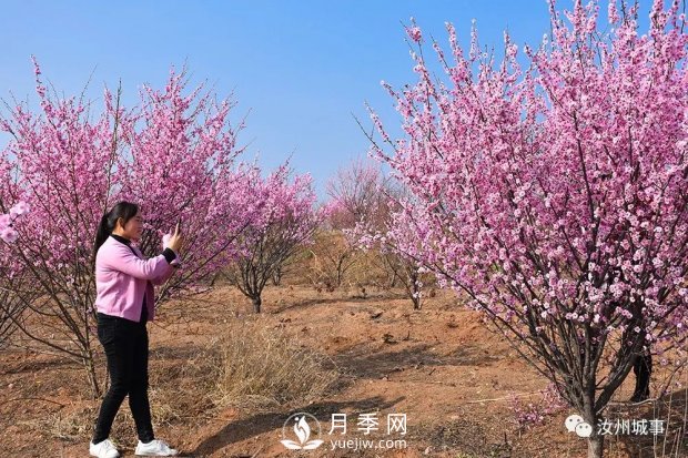 汝州新晉打卡地花開成海，你來過了嗎？(圖2)