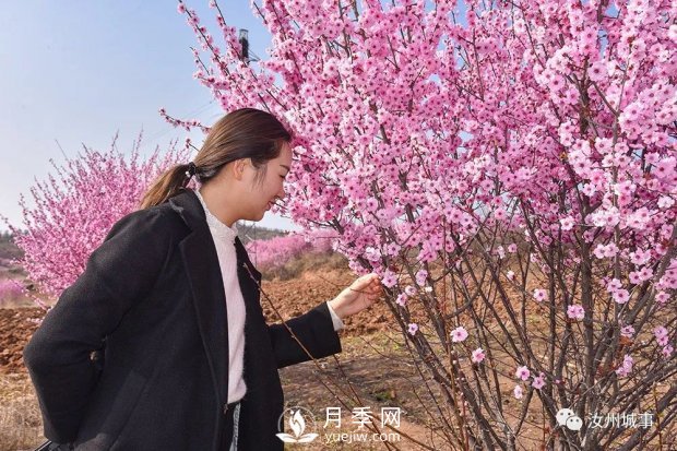 汝州新晉打卡地花開成海，你來過了嗎？(圖1)