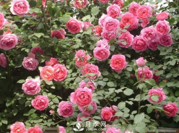 爬藤月季，一顆就能把院子打造成一花海(圖4)